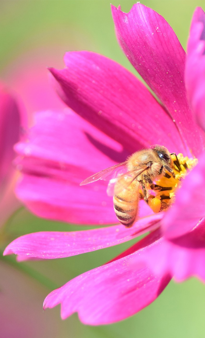 熊本の無添加はちみつなら - サンワールド九州